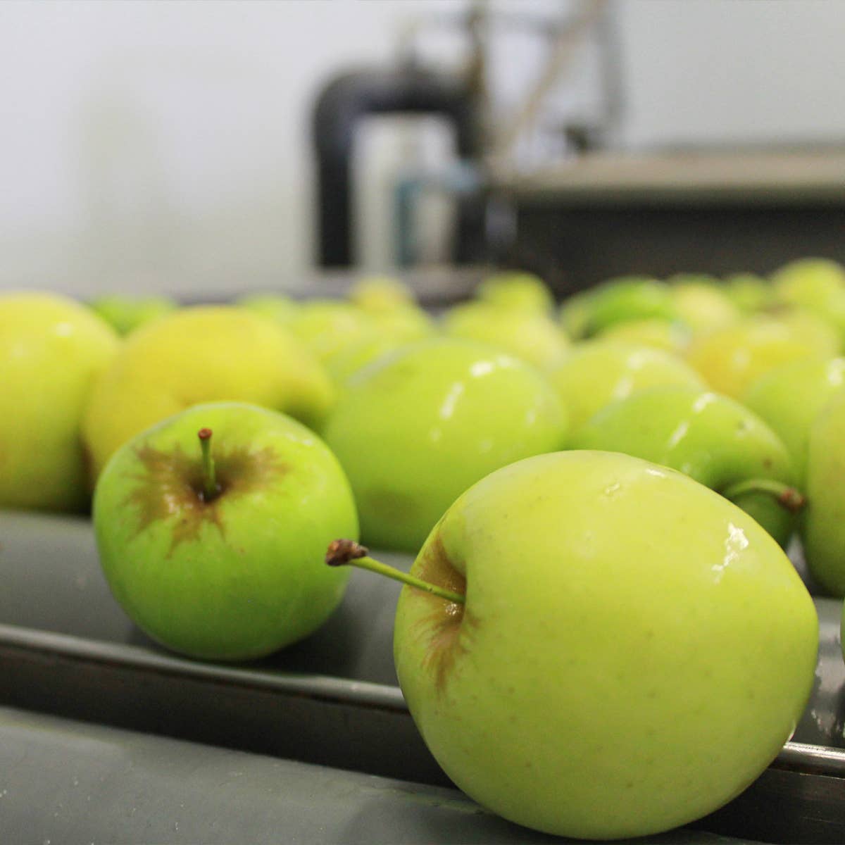 ekolo - Wholesale Fruit Juice - Organic Apple Juice, 100% Squeezed, 6 pcs x 750ml6