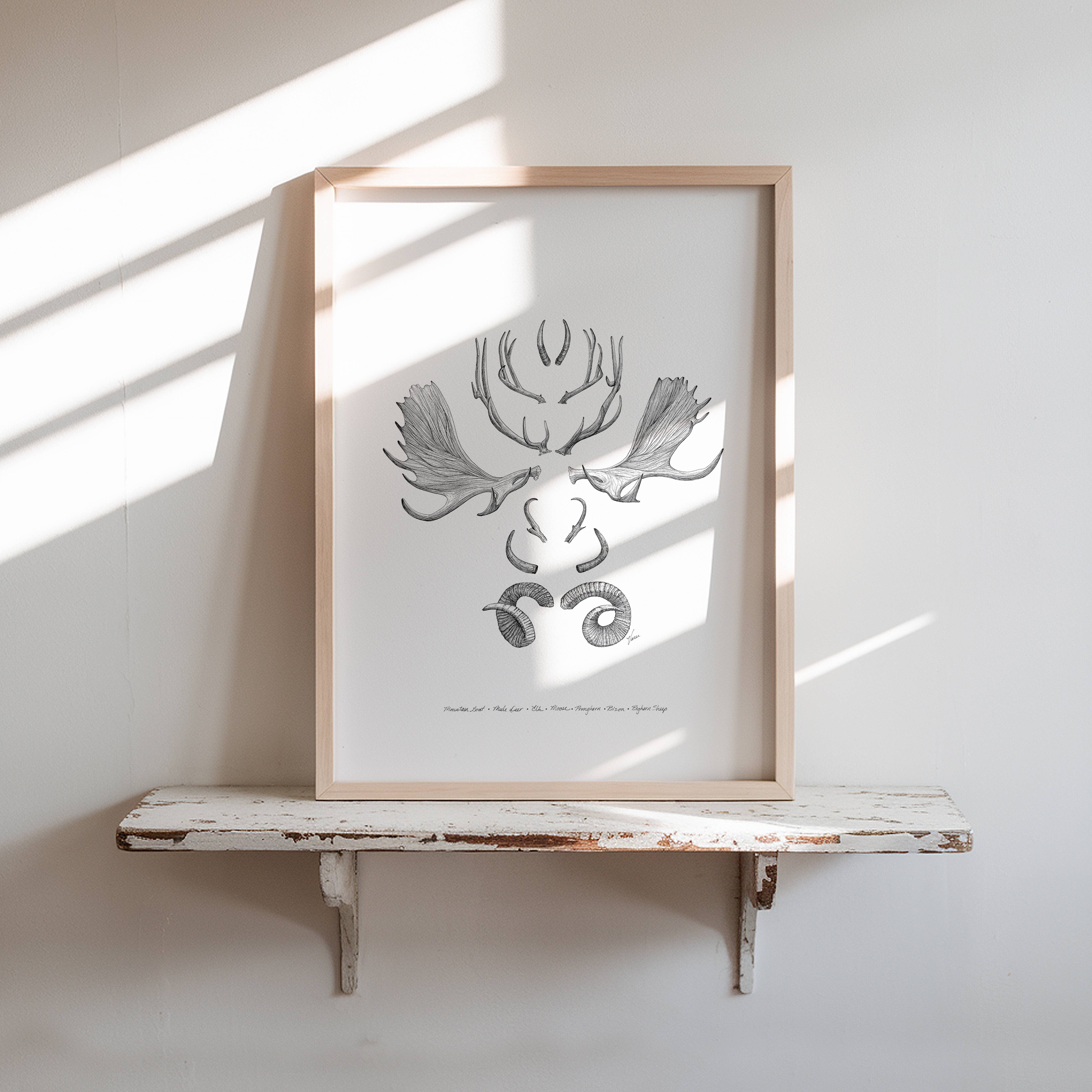 Vanee.ink - Wholesale Art Print - Horns & Antlers Print5