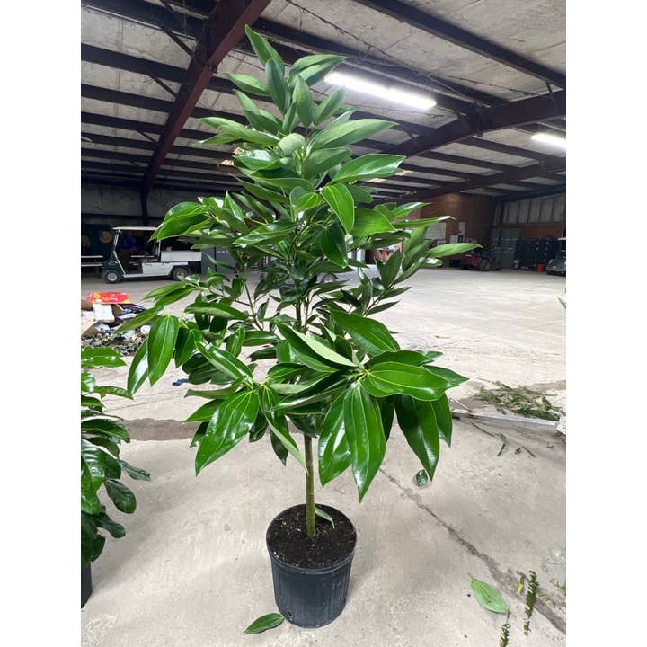 14" Fruit cinnamon Canela Standard for wholesale by Triad Plants