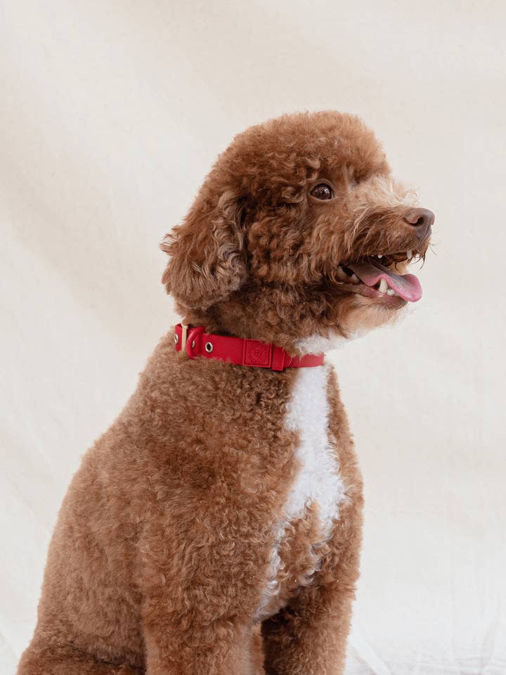 Wander! Waterproof Collar Cherry for wholesale by FURRY MUSE