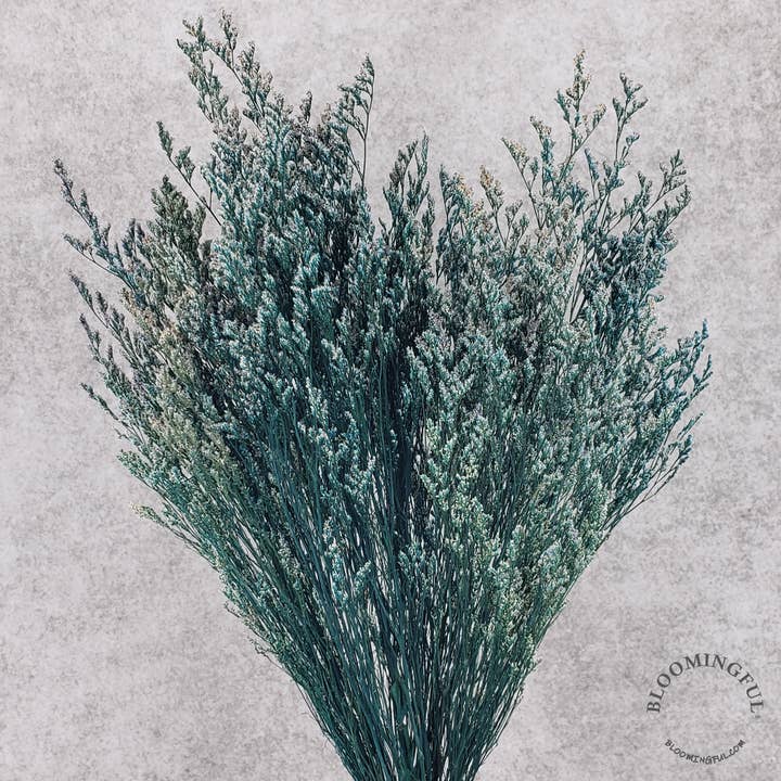 Preserved Limonium Caspia Flowers - Hunter Green-Blue (011) for wholesale by BLOOMINGFUL.COM