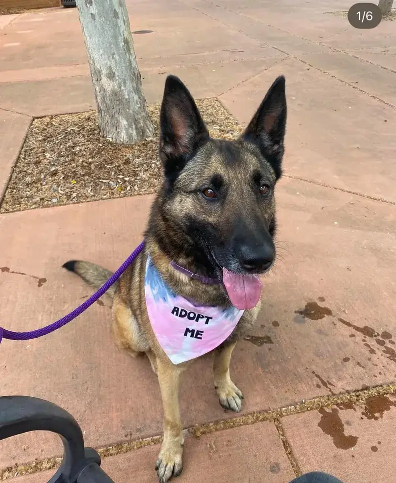 Happy Tails Outfitters - Wholesale Pet bandana – Dog - Adopt Me Tie Dye Dog Bandana 2