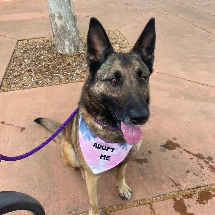 Happy Tails Outfitters - Vendita all'ingrosso Bandana - Cani - Adottami Bandana per Cani Tie Dye2