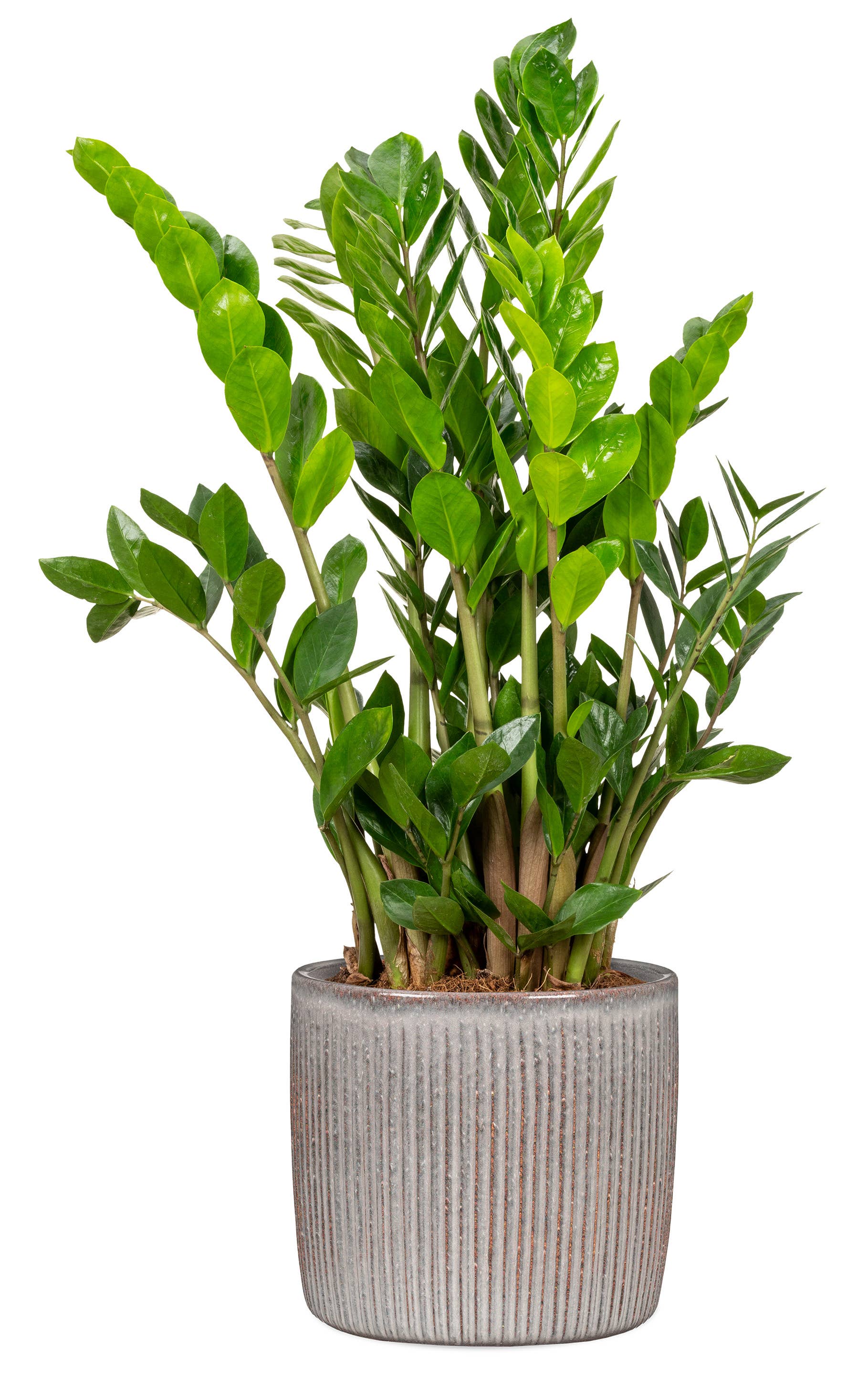 Scheurich - Wholesale Plant Pot - Set of 2 Solido Linea 909 ceramic planters11