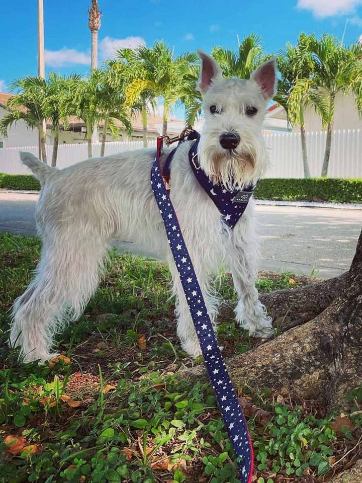 American Dream Dog Harness for wholesale by Urbana Pet Boutique