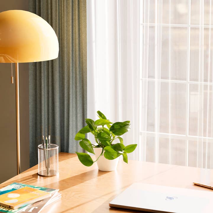 Lively Root - Wholesale Live Plant - Golden Pothos Plant66