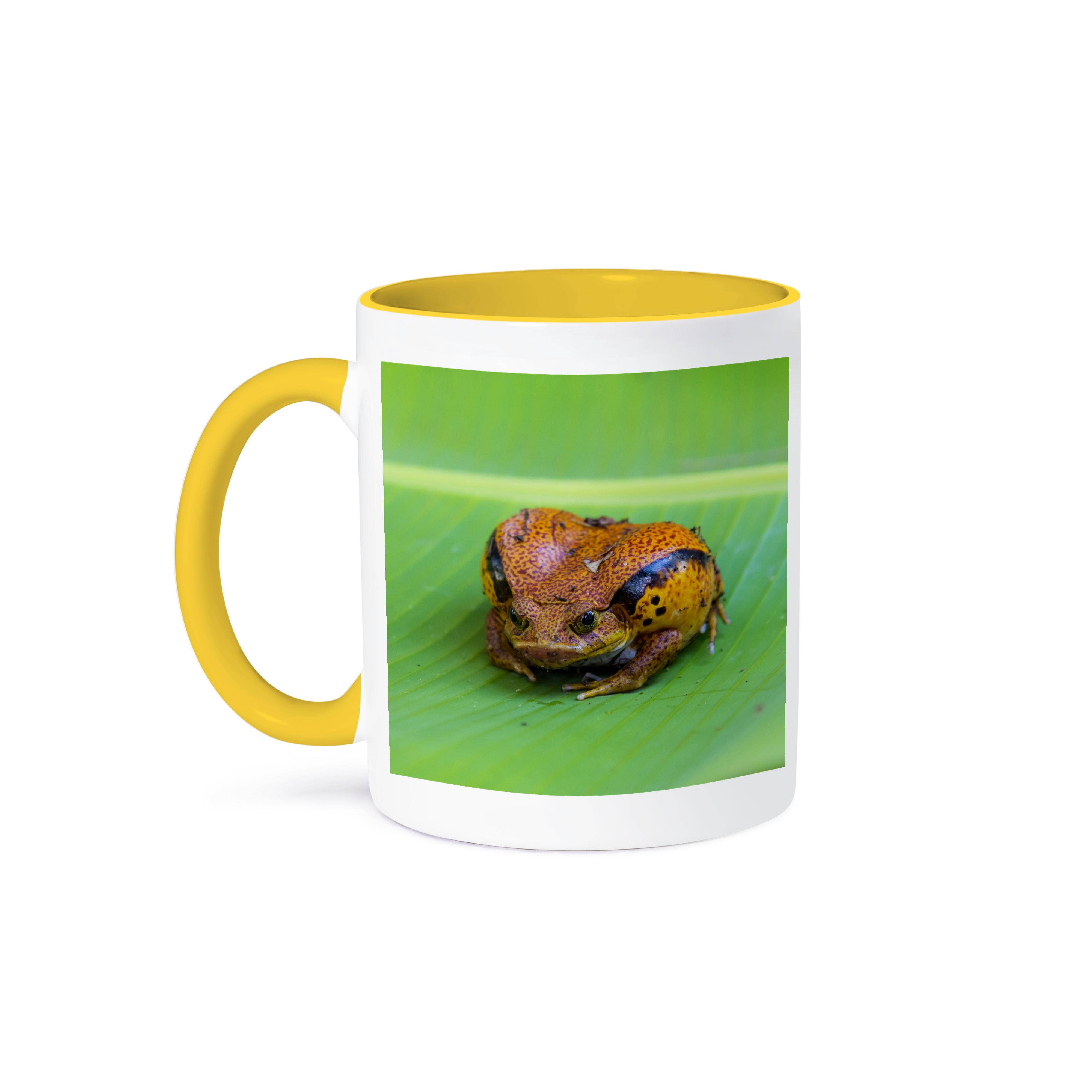 3dRose – Großhandel Kaffeebecher – 3dRose, Madagaskar, Peyrieras Reptilienfarm. Madagaskar-Tomatenfrosch., Tasse0