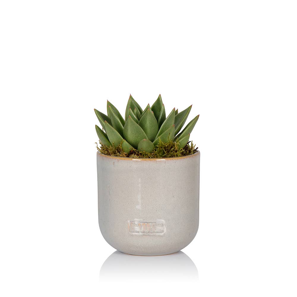 The Little Botanical – wholesale Succulent – Miranda11
