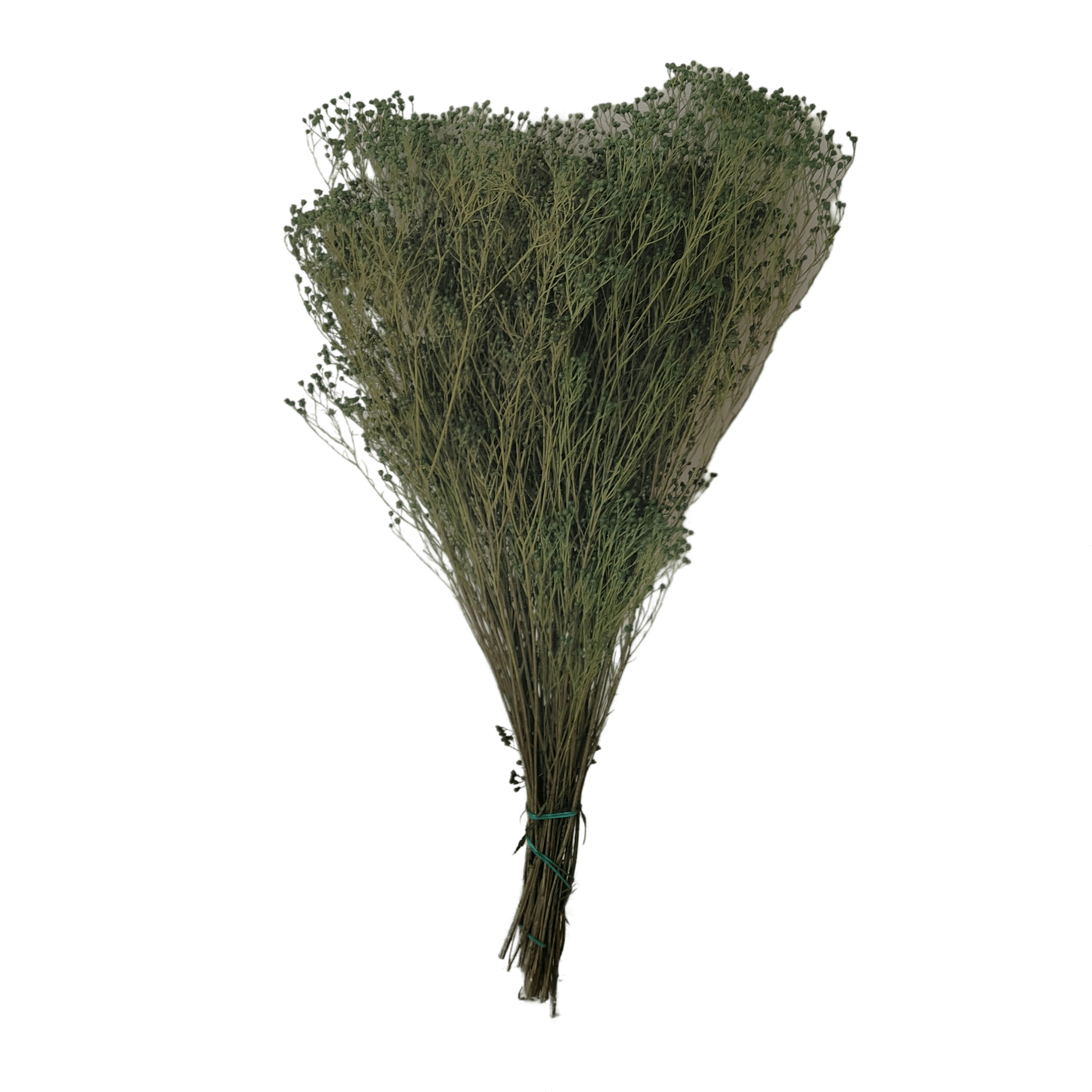 Concari.flores Preservadas - Wholesale Dried/Pressed Flowers - BROOMS PRESERVED2