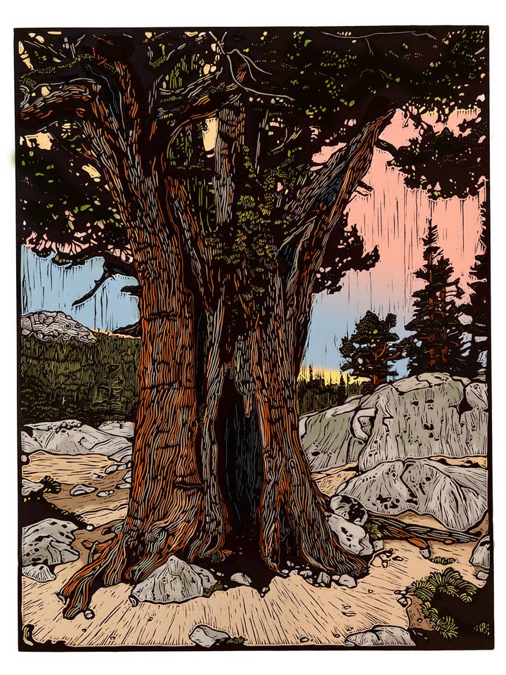 "Hög Sierra" Utskrift för wholesale av 3 Fish Studios