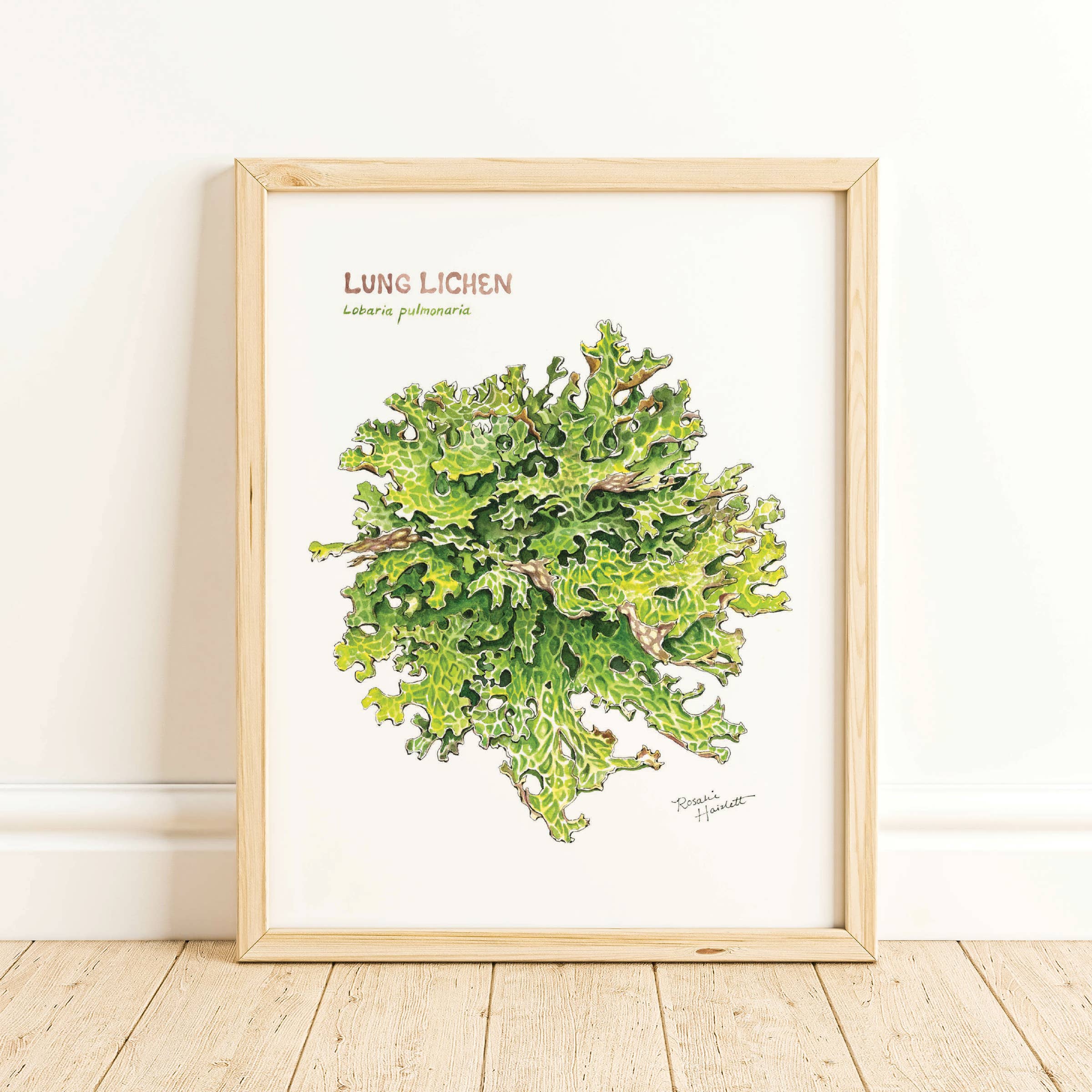 Rosalie Haizlett Illustration - Wholesale Art Print - Lung Lichen - Watercolor Art Print