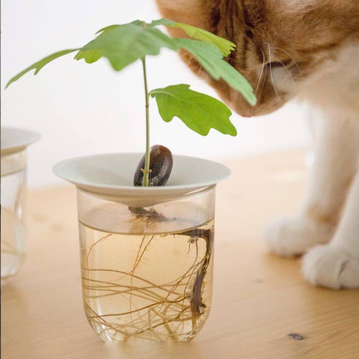 Botanopia - gifts , decor and cards for plant lovers - Wholesale Plant Seeds - Deluxe Gift Box – Germination & Propagation in water5