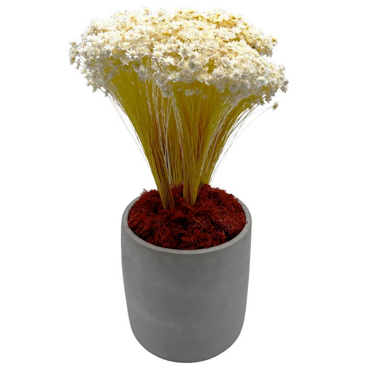 2626 Designs - Wholesale Dried/Pressed Flowers - Preserved Reindeer Moss in Multiple Colors10