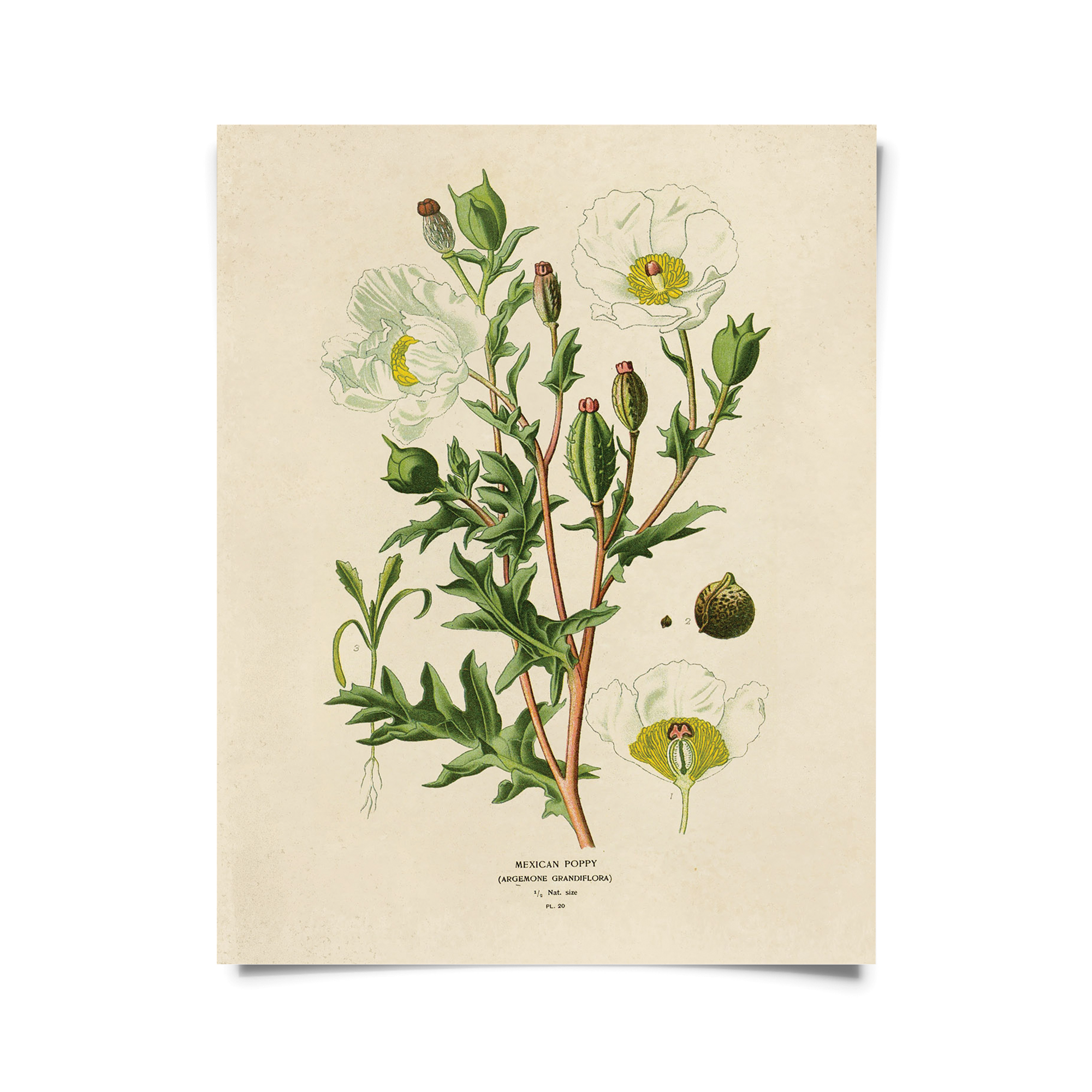 Curious Prints - Wholesale Art Print - Vintage Botanical Mexican Poppy Print w/ optional frame0