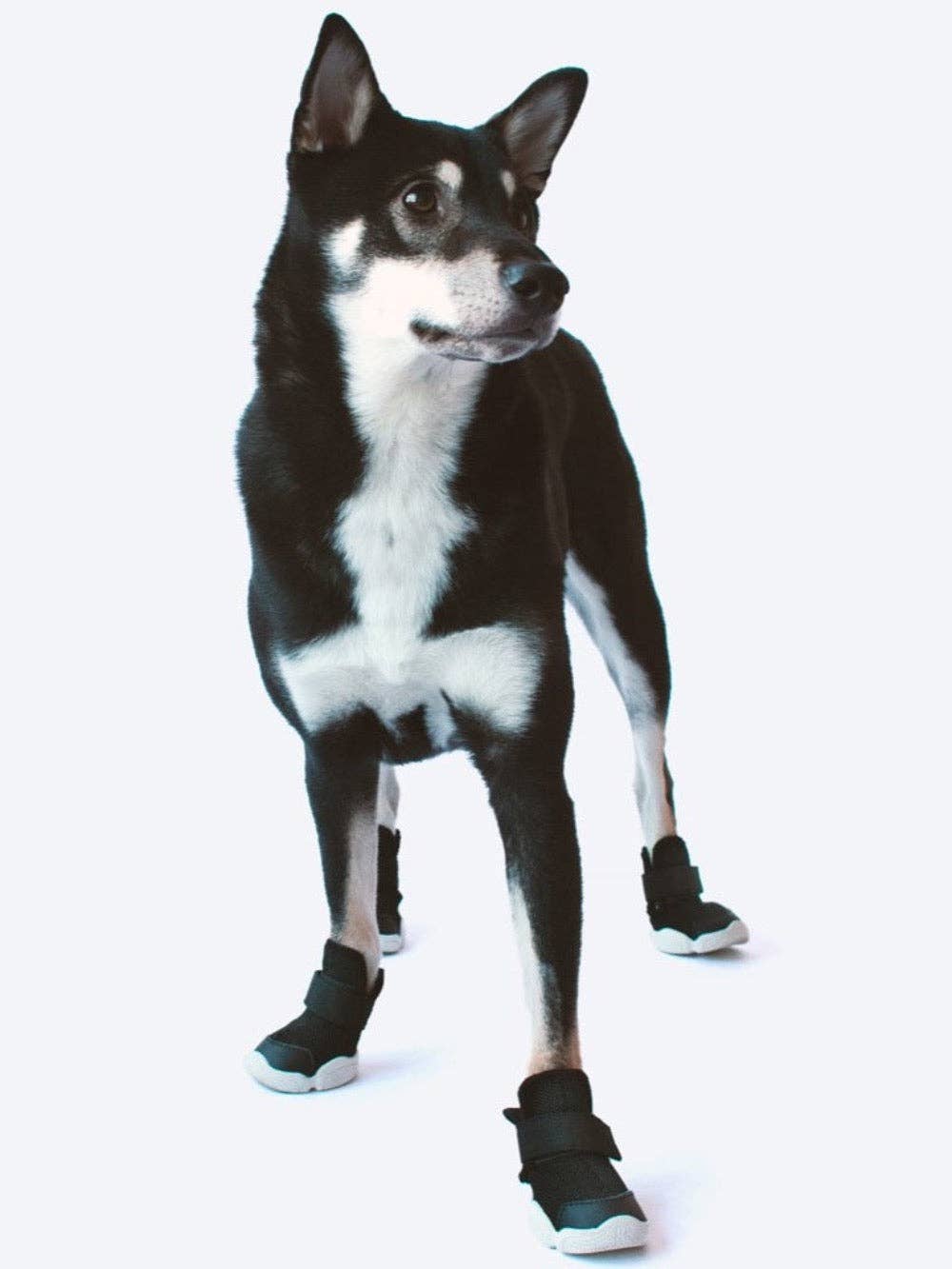 RIFRUF - Vente Bottines – chien - César 121