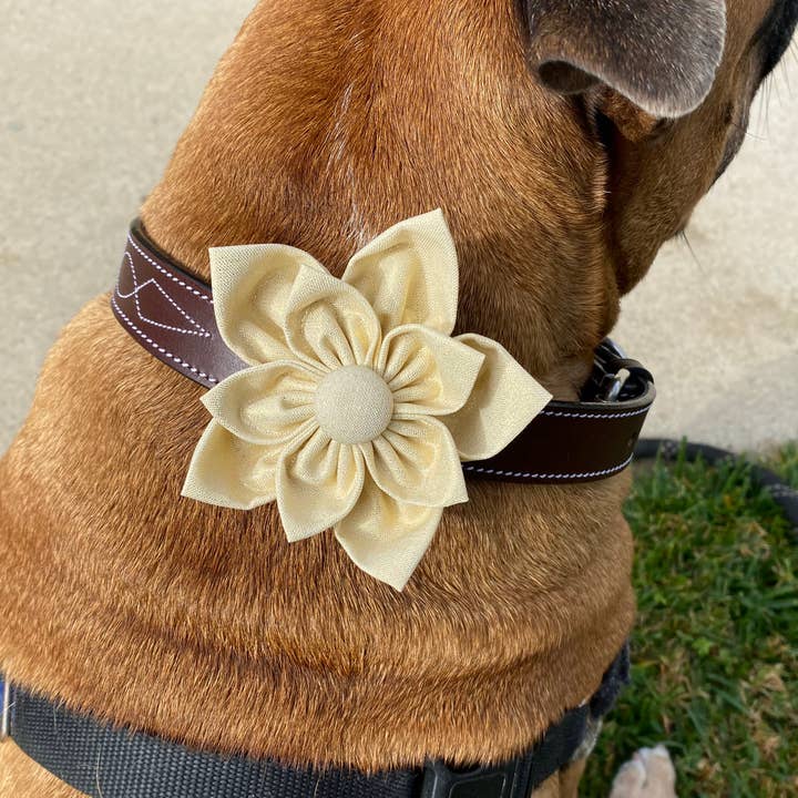 Holiday Poinsettia Collar Flower Pet Accessory - Gold for wholesale by Darcy's Canine Designs