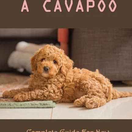 Books by splitShops - Wholesale Pets - Understanding A Cavapoo: Complete Guide For New Owners, From Adopting, Buying To Raising & Training: Cavapoo Food And Nutrition - Paperback