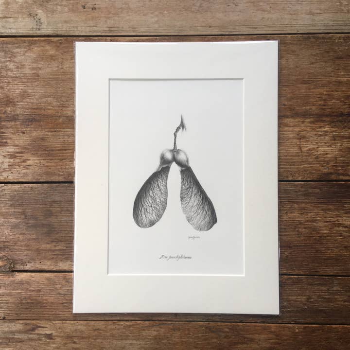 Sycamore Seeds Mounted Print | Botanical Pencil Drawing for wholesale by Kelly Barnes Portraits