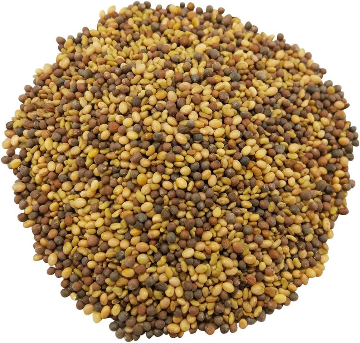 Food To Live - Vente Graines de plantes - Mélange antioxydant de graines germées – Brocoli, Trèfle et Luzerne1