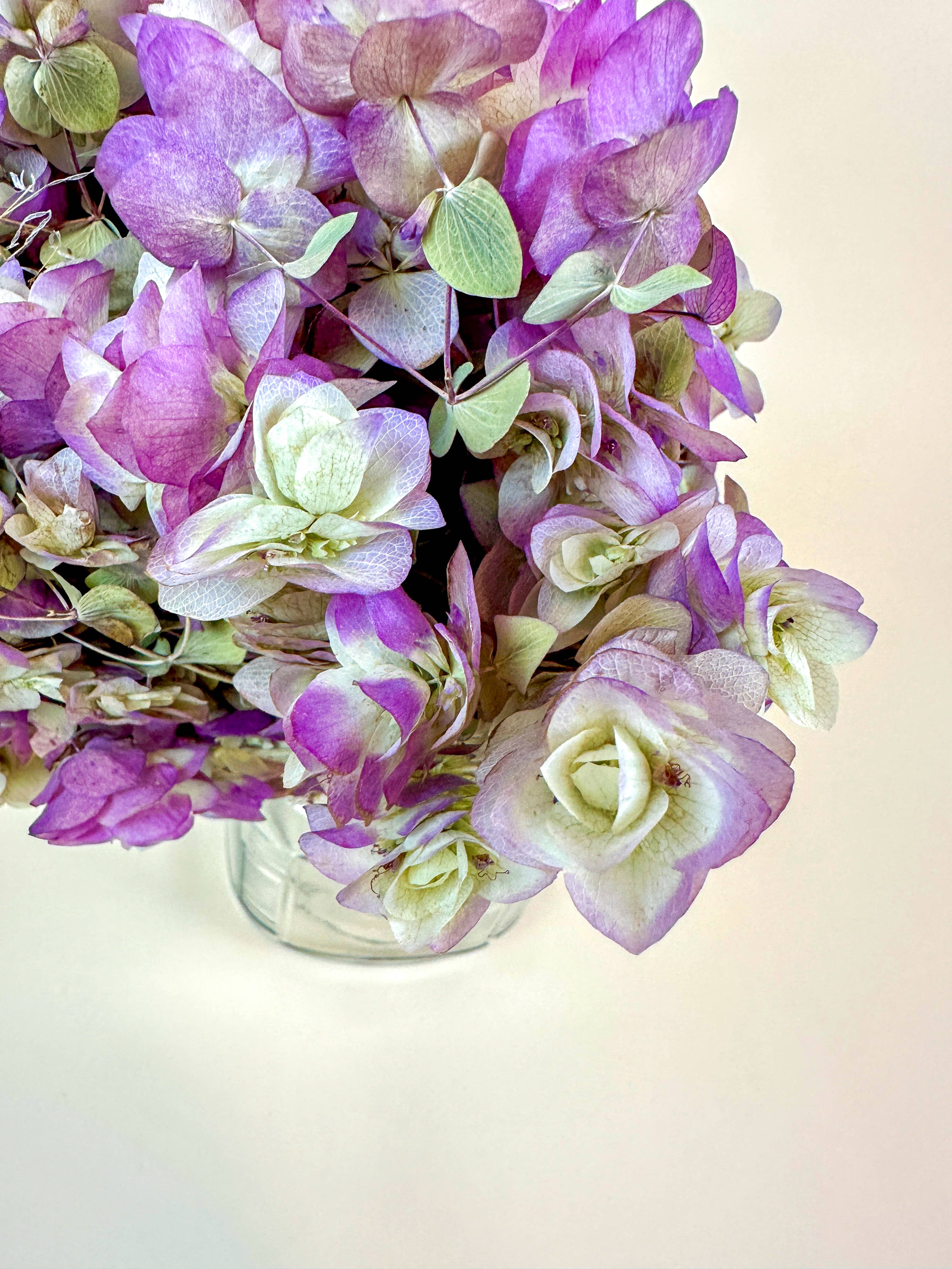 Lovejoy Farms Premium Dried Flowers – wholesale Dried/pressed flowers – Kent Beauty Oregano - Naturally Dried 1