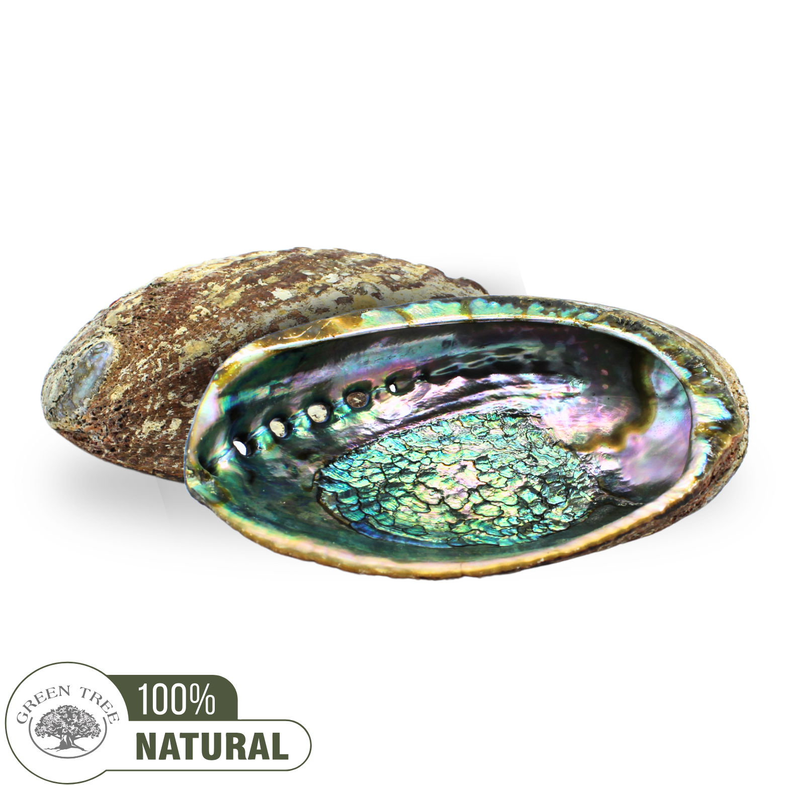 Green Tree - Wholesale Decorative Plate/Dish/Bowl - Abalone Shell 15 - 16 cm0