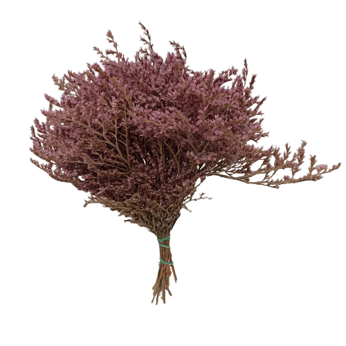 Concari.flores Preservadas - Wholesale Dried/Pressed Flowers - PRESERVED TATARICA2