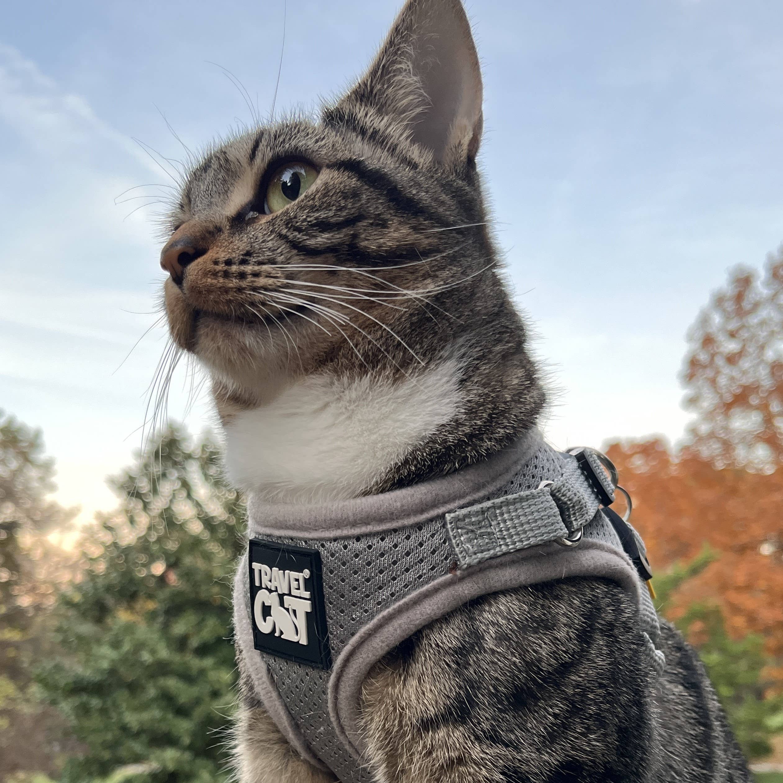 Travel Cat Wholesale – wholesale Pet harness – Cat – "The True Adventurer" Reflective Cat & Kitten Harness8