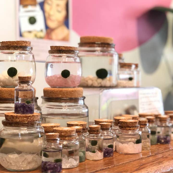 Moss Amigos | Moss Ball Terrariums - Wholesale Live Plant - Medium Marimo Moss Ball with Rose Quartz Gemstones
