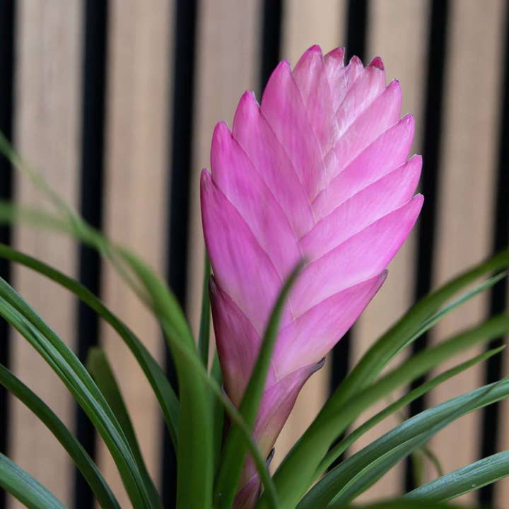 Oasis of Life - Wholesale Live plant - Tillandsia Cyanea 'Pastel' – 3 plants in ceramic pot Ø7cm – Height 20–30cm – Exotic houseplants with pink flowers – Easy-care air-purifying bromeliads for home & office5