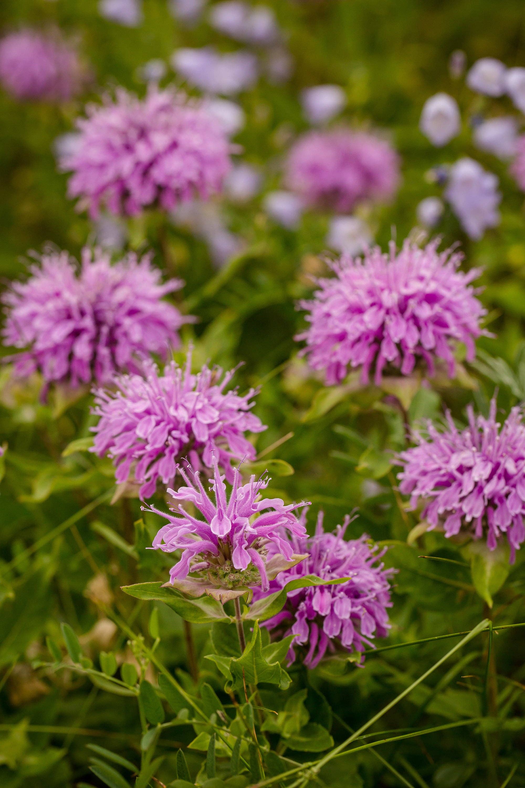 Bentley Seed Co. - Wholesale Plant Seeds - Bee Balm-Purple Bergamont 14933