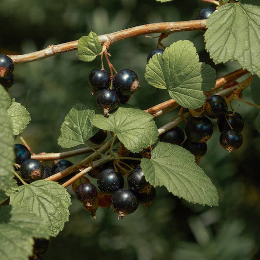 Solbær + fransk vanilje for engroshandel hos Scentivore