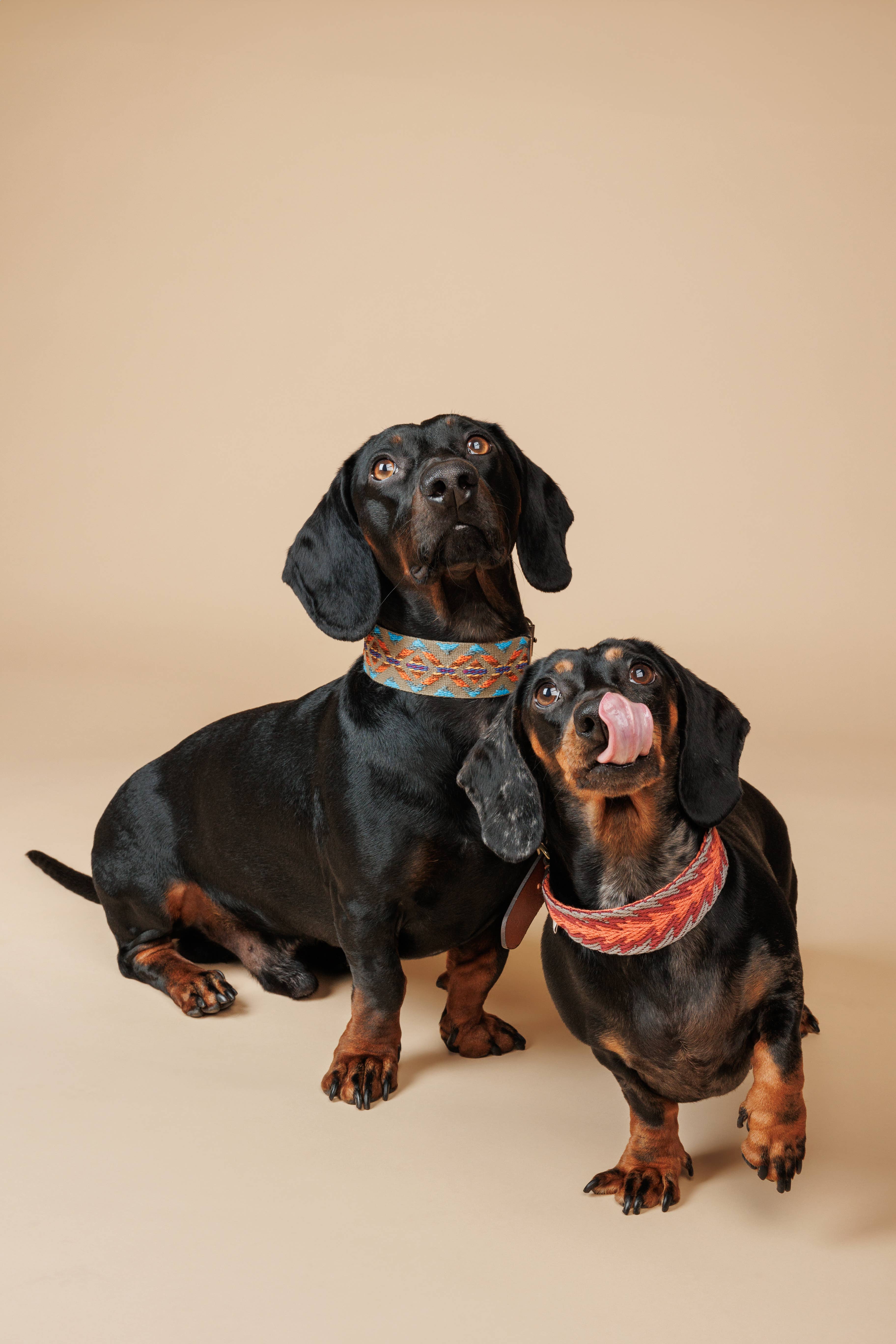 Buddys dogwear - Wholesale Pet Collar - Dog - Dog Collar Etna Green2