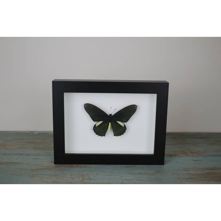 Bathus lycides i svart ram för wholesale av Newman Art Designs