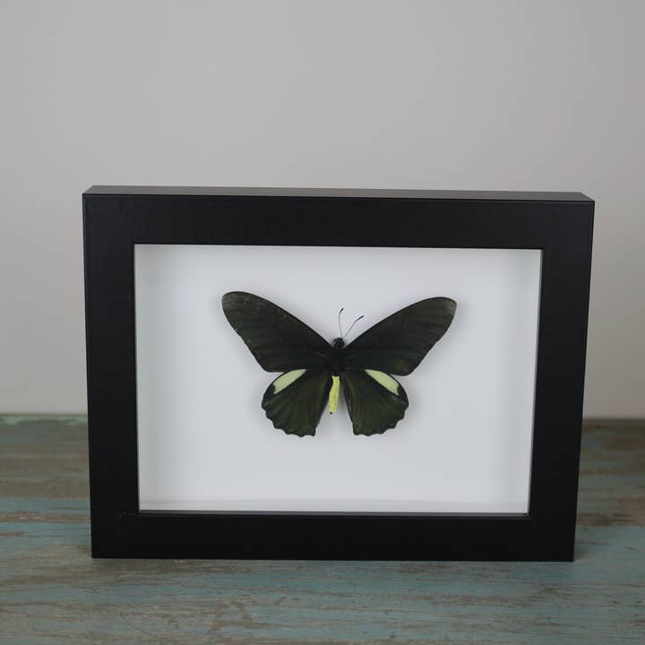 Bathus lycides in a Black Frame for wholesale by Newman Art Designs