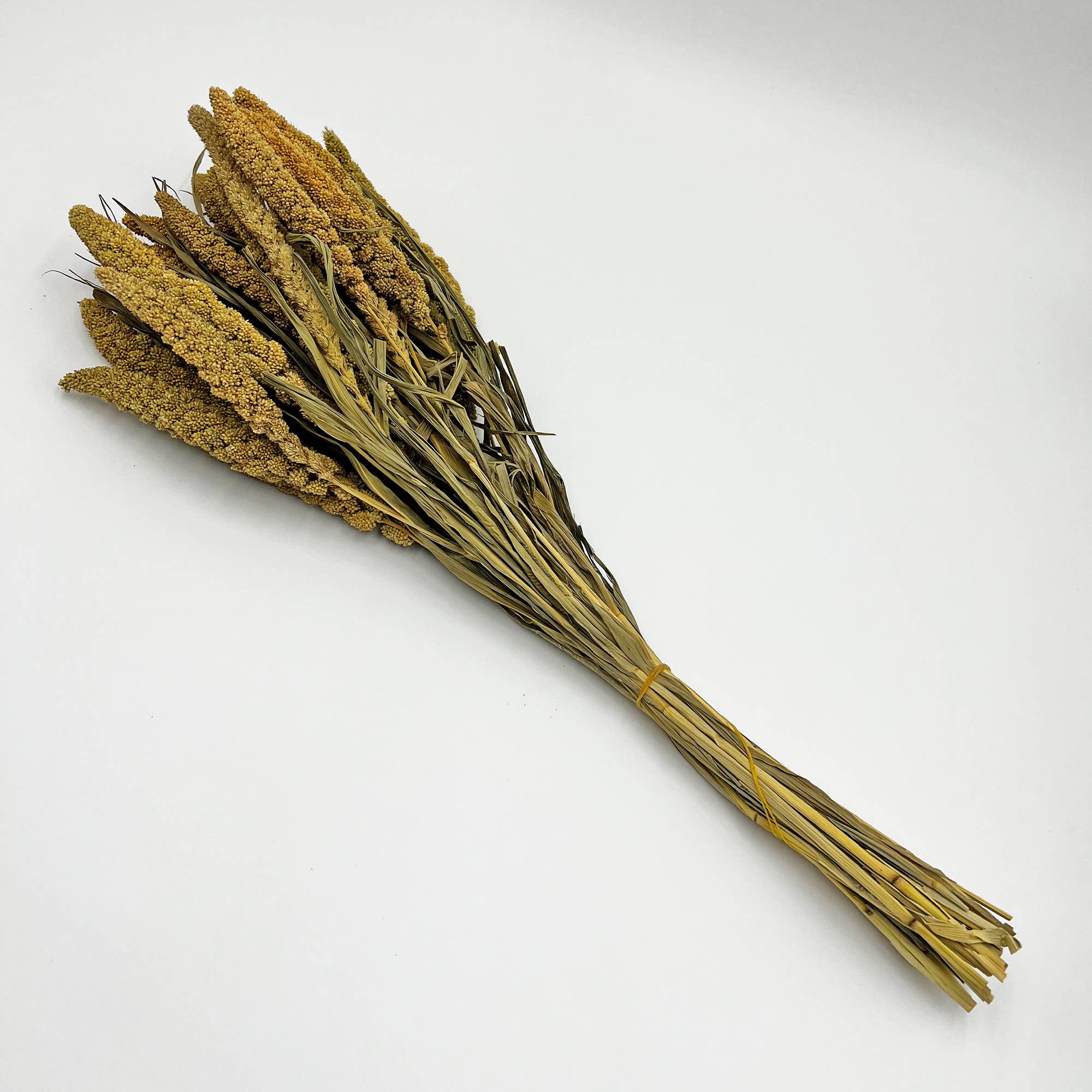 2626 Designs - Wholesale Dried/Pressed Flowers - Dried Preserved Millet Flower 21" Multiple Colors14