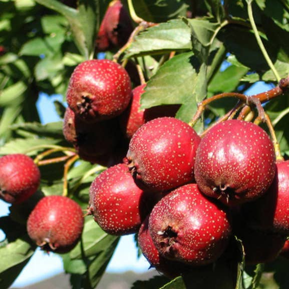 Herbal Cure - Vente Poudres protéinées/superaliments - Poudre de baies d'aubépine 500g2