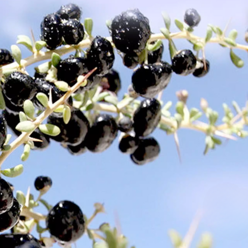 Herbsmart - Vente Fruits secs/déshydratés - Baies de goji noires4