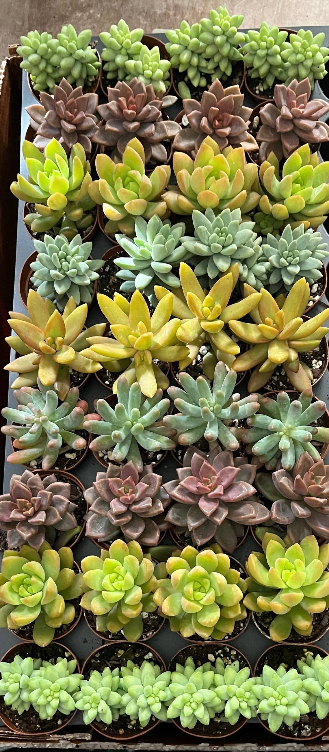 Succulents & Such, Inc. - Wholesale Live Plant -  Sedum Succulent Mix Plant Assortment, 2" Pots0
