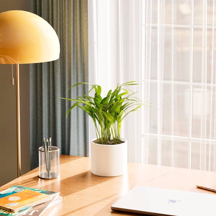 Lively Root - Wholesale Live Plant - Areca Palm Indoor Tree27