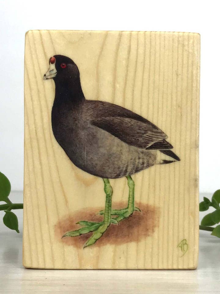 Mudhen Wood Panel, Mudhen Print På Træ, Amerikansk Coot for engroshandel hos Streetlightbirds