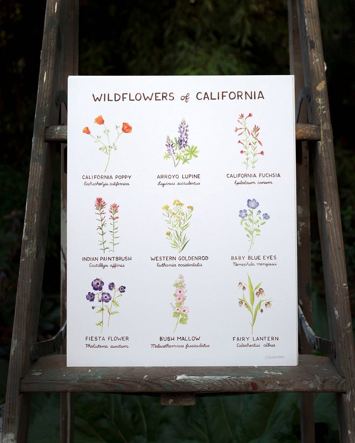 Yardia - Wholesale Art Print - Wildflowers of California - 11" x 14" Botanical Art Print1