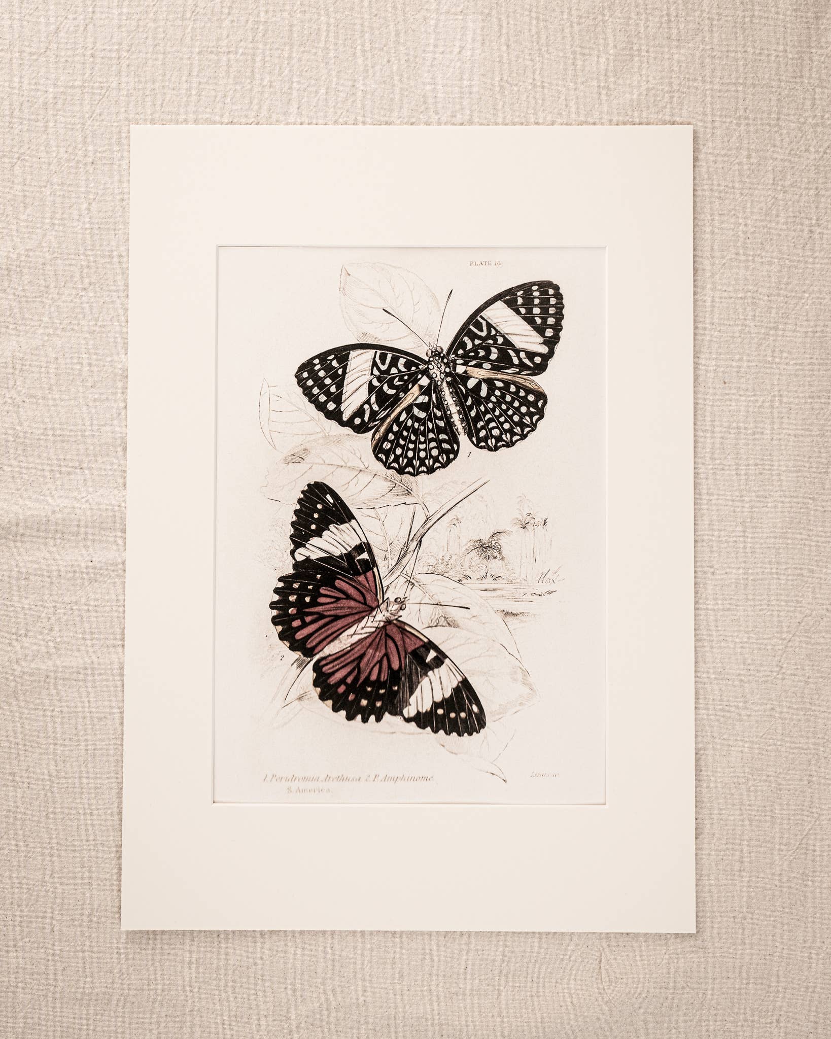 Coultura - Wholesale Gallery Wall Set - Framed Gallery Wall Set – Vintage Butterfly Botanical Art Prints (Set of 6, Black Noir Frame)12