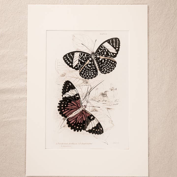 Coultura - Wholesale Gallery Wall Set - Framed Gallery Wall Set – Vintage Butterfly Botanical Art Prints (Set of 6, Black Noir Frame)12