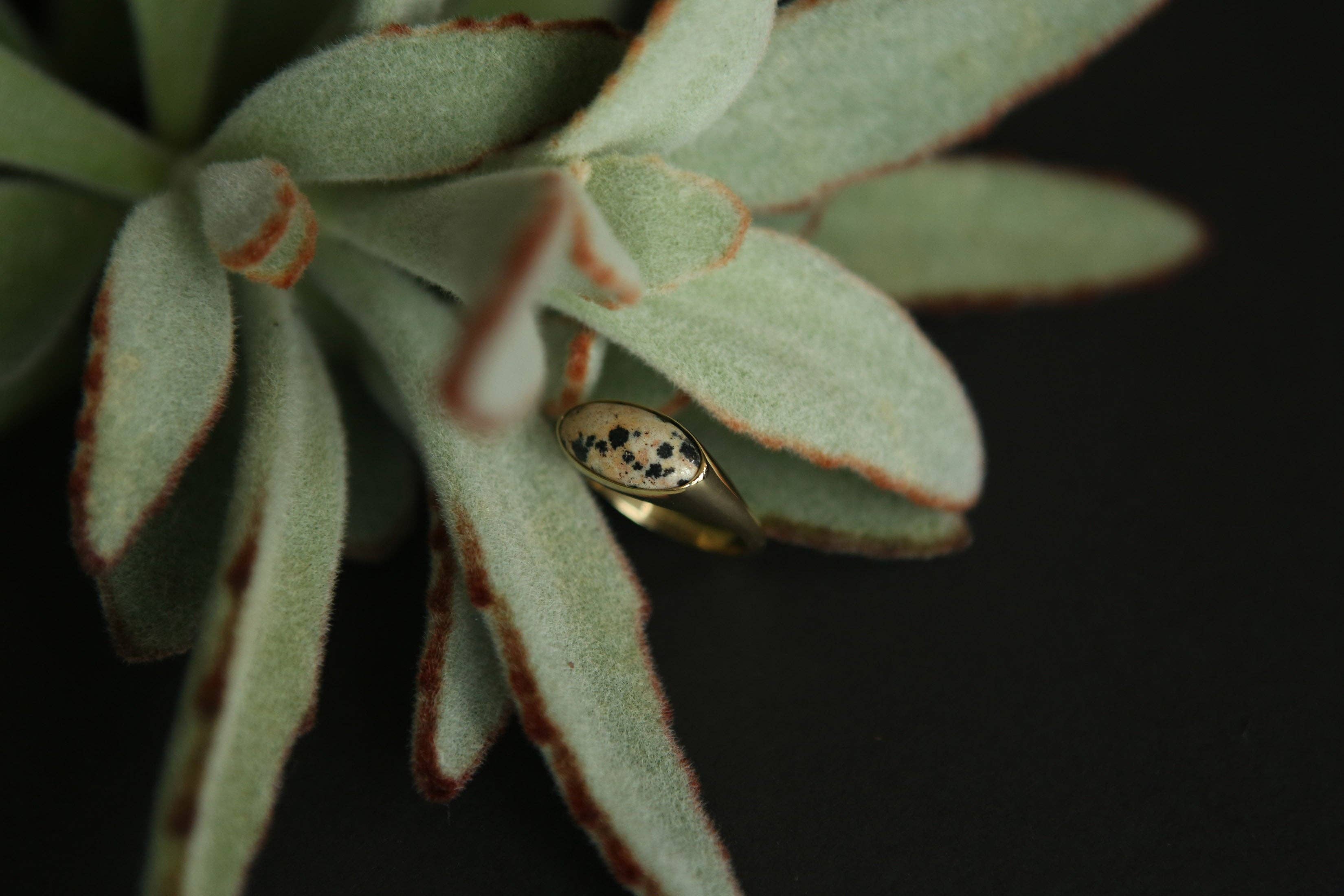 CIVAL Collective - Wholesale Signet Ring - Koda Ring28