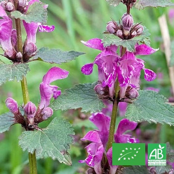 Le Cabri D'Or - Wholesale Herbs - Ballote Noire Bio - Dried aromatic plant - 100% Provence2