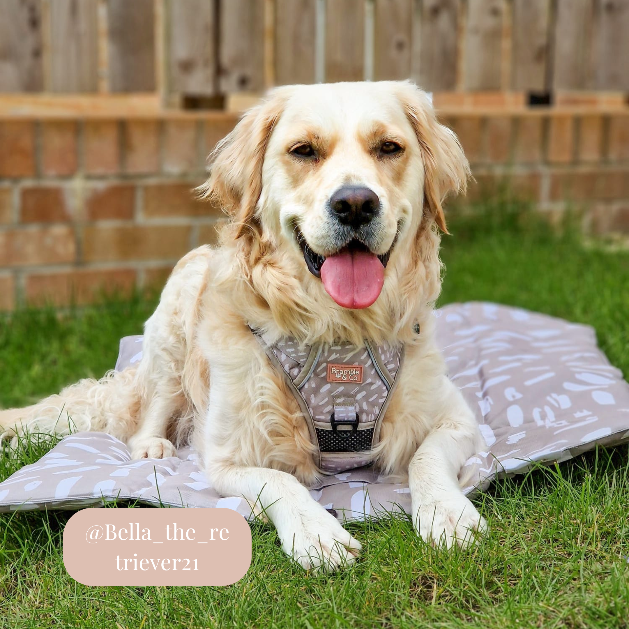 Bramble & Co - Venta al por mayor Esterilla - Perros - Alfombrilla de Viaje - La Neutralidad de los Sentimientos6