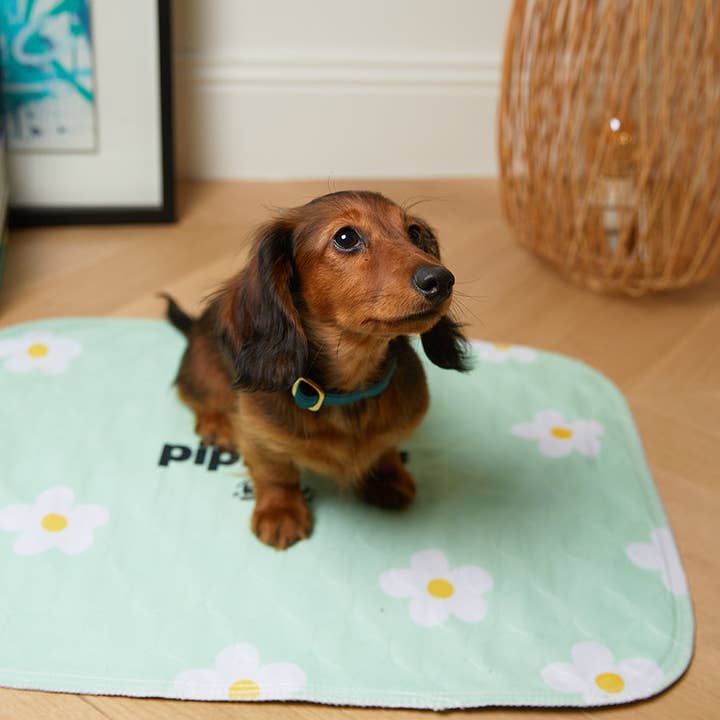 French Bandit - Wholesale Pet Mat - Dog - Set of 2 cleanliness mats5