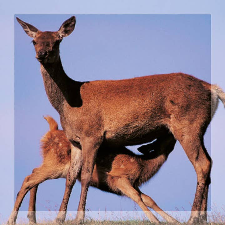 Biglietto di auguri di ispirazione Hind & Calf per la vendita all'ingrosso da parte di Island Blue Publishing