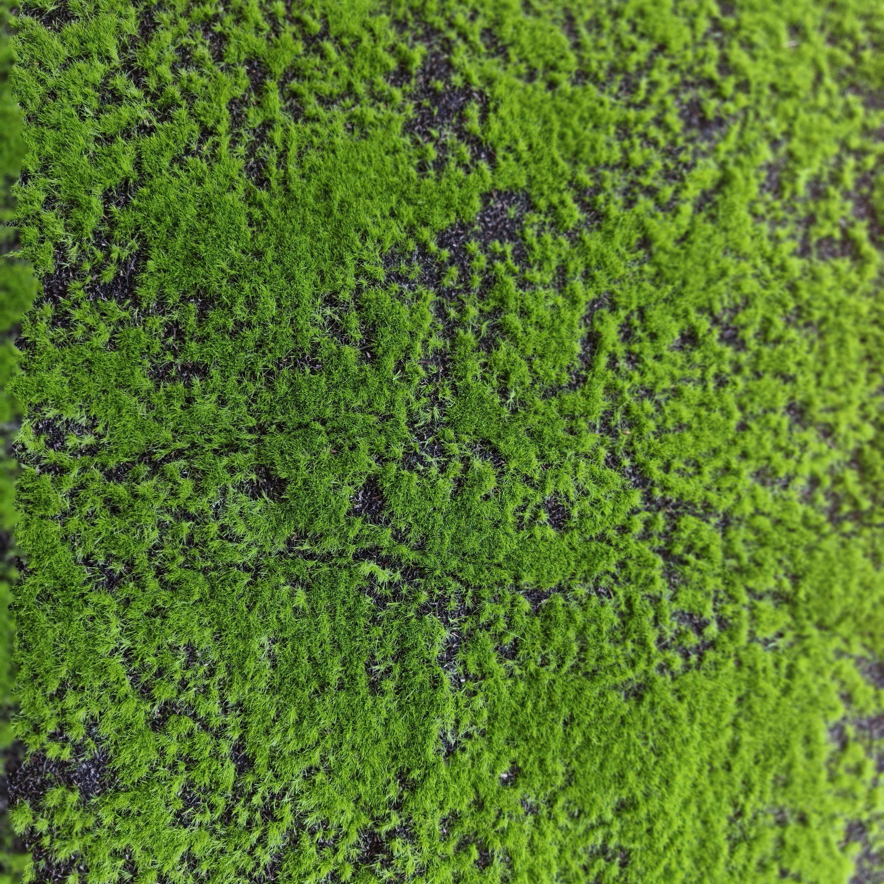 ACNITE(We cover U.S. import duties) - Wholesale Artificial Plant - Artificial Moss Sheet Wedding decor Green fake lawn7