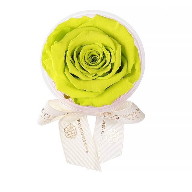 Eternal Roses® - Wholesale Party Favor - Eternal Rose Party Favors24